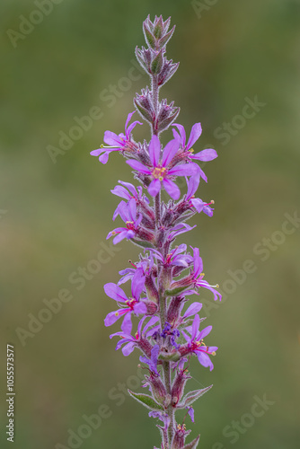Obraz na płótnie Lilac colored lythrum salicaria flower in the rural area of Siirt province, Southeastern Anatolia region w salonie