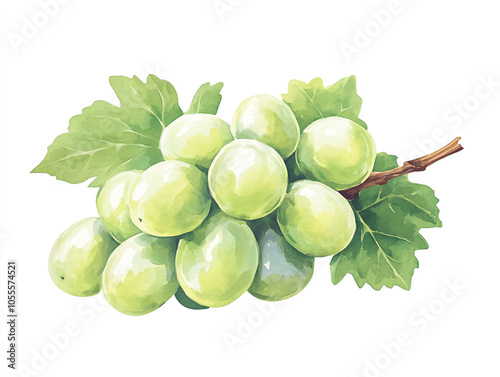 illustration watercolor style of Fresh green grapes on vine with lush green leaves on white background vibrant and healthy image. This illustration captures essence of natures sweetness vitality