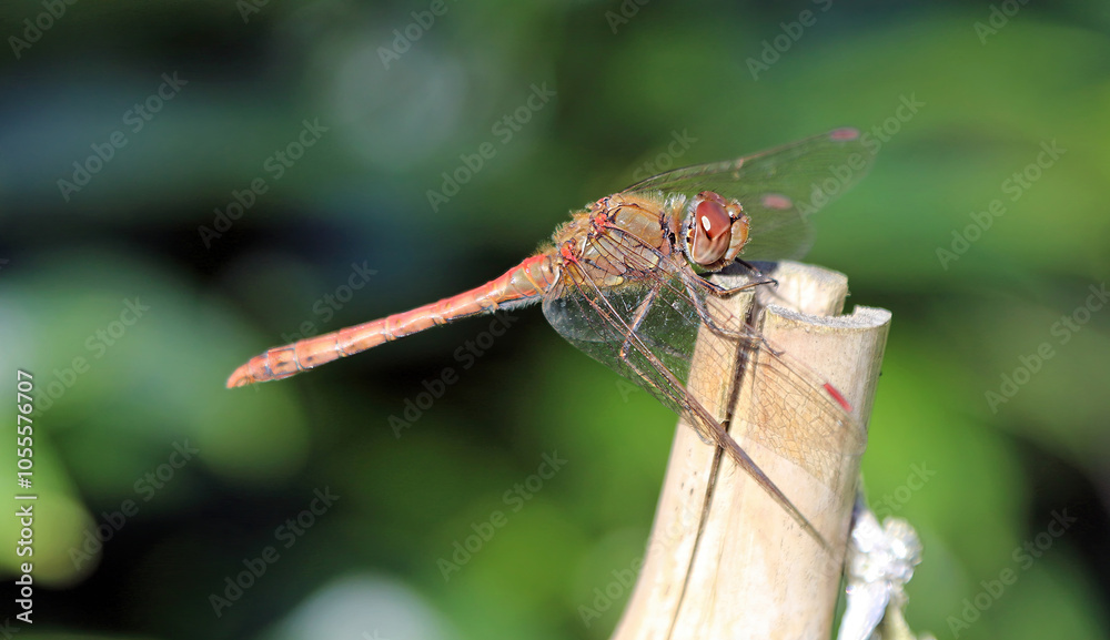 Macro image of a Dragonfly perched on a pole, Norfolk England
Macro image of a Dragonfly perched on a pole, Norfolk England