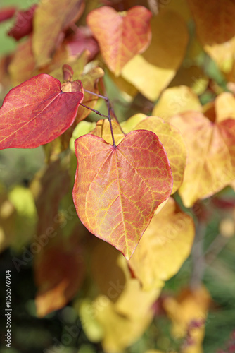 Macro image of an Eastern Redbud leaf, Norfolk England
 photo