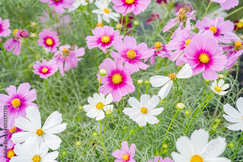 秋に咲くコスモスの花