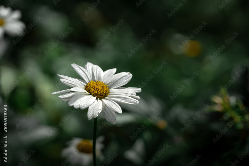 Цветок Leucanthemum vulgare с белыми лепестками на темном зеленом фоне. A daisy (chamomile) on the lawn in the park in close-up Цветок Leucanthemum vulgare с белыми лепестками на темном зеленом фоне. A daisy (chamomile) on the lawn in the park in close-up