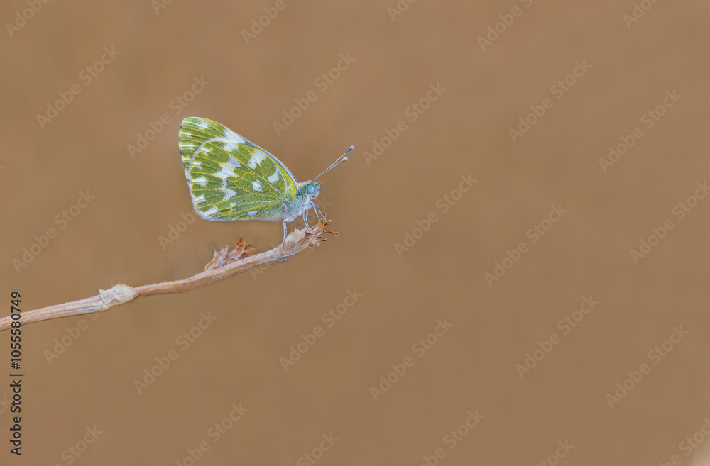 New Spotted Angel Butterfly (Pontia edusa) on dry plant