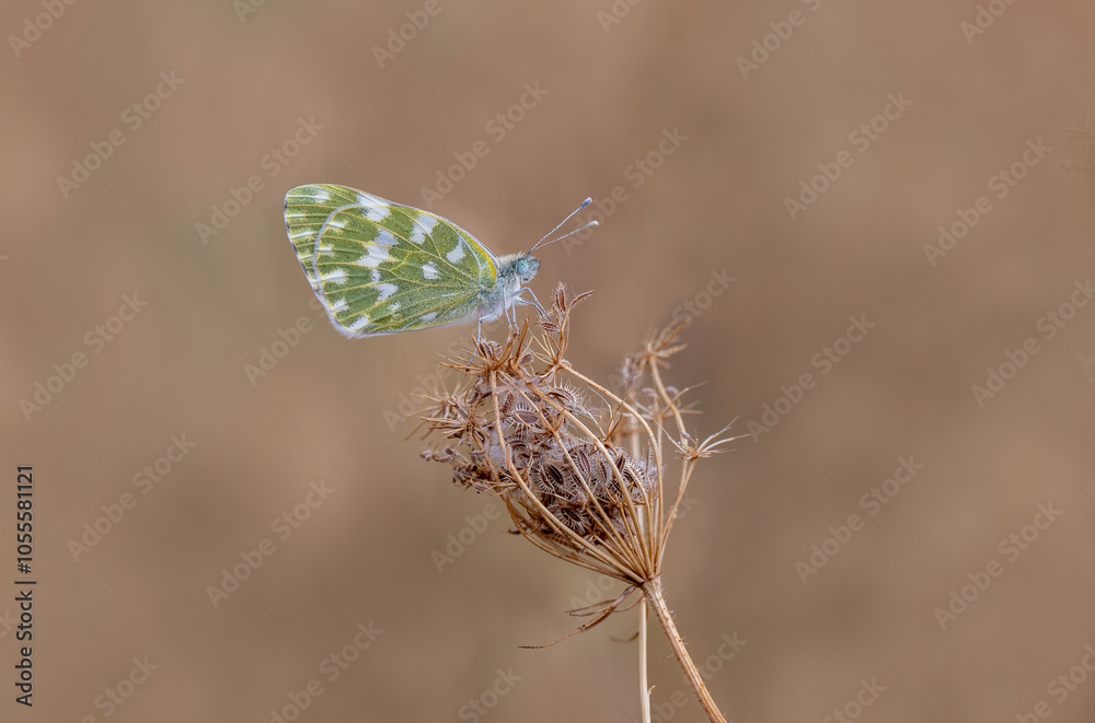 New Spotted Angel Butterfly (Pontia edusa) on dry plant