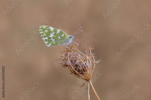 Obraz na płótnie New Spotted Angel Butterfly (Pontia edusa) on dry plant w salonie