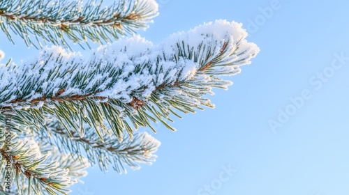 Frosted pine tree branch adorned with snow on a sunny winter day set against a backdrop of clear blue sky showcasing a stunning frozen plant with space for text