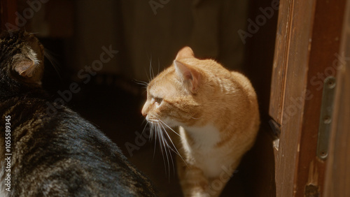 Photography Two cats exploring the outdoors by a wooden door, with sunlight highlighting their fur