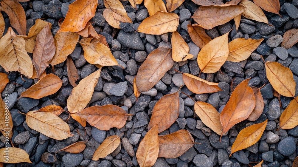 Dried Teak Leaves On Gravel Teak Leaves With A Wide Shape Dried Teak Leaves On Gravel Teak Leaves With A Wide Shape