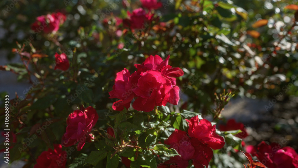 Vibrant red roses blooming outdoors in a sunlit garden in puglia, italy, showcasing the beauty of this beloved flowering plant. Vibrant red roses blooming outdoors in a sunlit garden in puglia, italy, showcasing the beauty of this beloved flowering plant.
