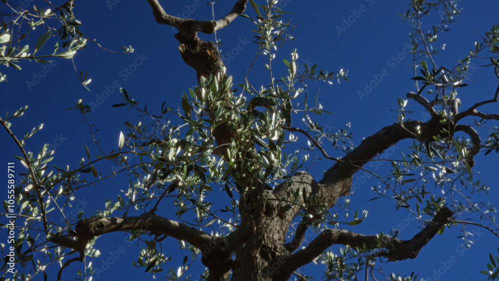 Olive branches and leaves from an olea europaea tree against a clear blue sky in puglia, italy, showcasing lush green foliage outdoors in the countryside. Olive branches and leaves from an olea europaea tree against a clear blue sky in puglia, italy, showcasing lush green foliage outdoors in the countryside.
