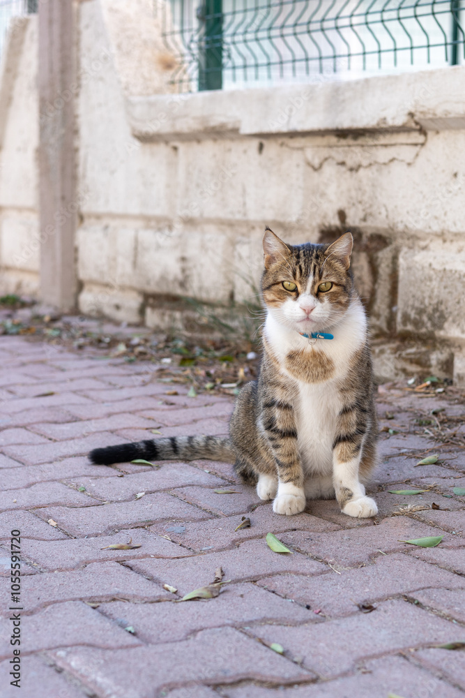 A tabby cat sits calmly on a cobblestone path near a fenced garden in broad daylight A tabby cat sits calmly on a cobblestone path near a fenced garden in broad daylight