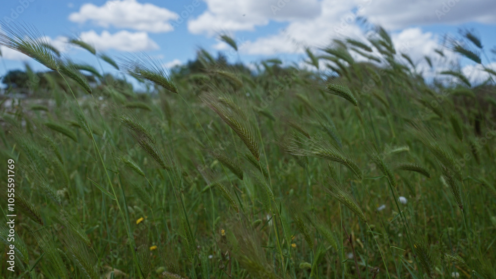 Obraz premium A vibrant field of wild oats avena fatua swaying gently under a partly cloudy sky in puglia, italy, showcasing the lush, green foliage and serene, outdoor landscape.