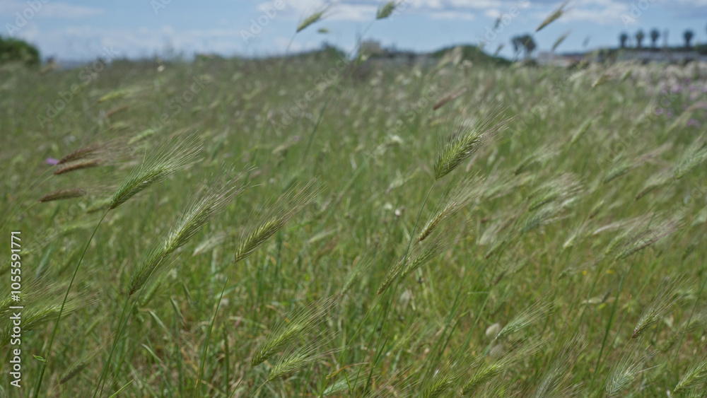 Obraz premium A lush field of hordeum murinum, commonly known as wall barley, in puglia, italy, with green grass swaying under a bright blue sky, showcasing the serene outdoor nature scene.