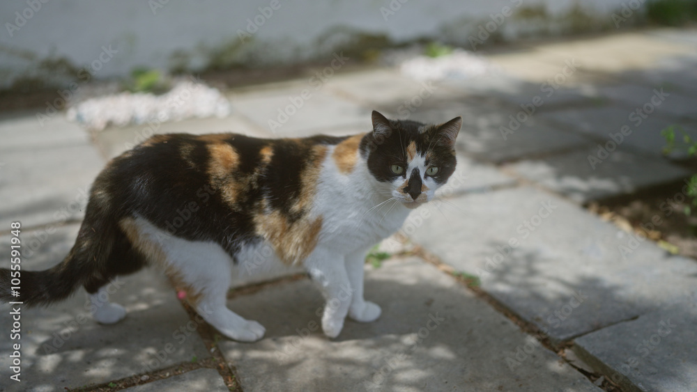 A calico cat stands outdoors on a stone pathway, gazing curiously at the camera amidst a serene garden scene. A calico cat stands outdoors on a stone pathway, gazing curiously at the camera amidst a serene garden scene.