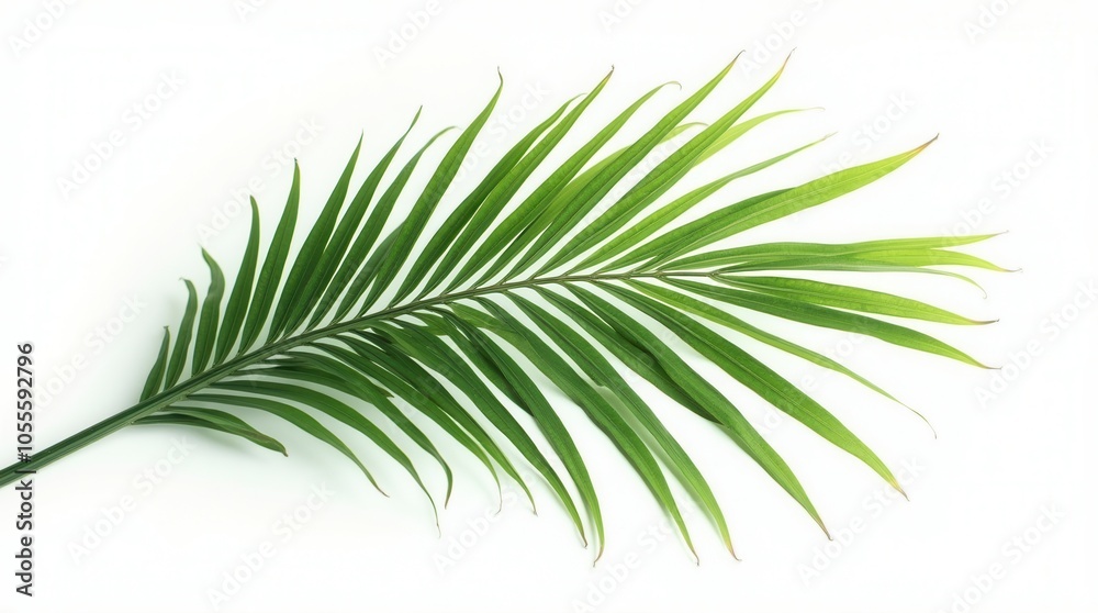 Exotic Green Tropical Summer Plant Palm Leaves Branch Isolated On White Background Exotic Green Tropical Summer Plant Palm Leaves Branch Isolated On White Background