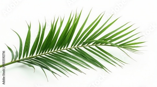 Exotic Green Tropical Summer Plant Palm Leaves Branch Isolated On White Background