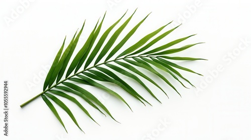 Exotic Green Tropical Summer Plant Palm Leaves Branch Isolated On White Background