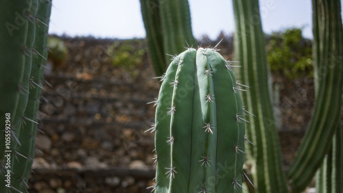 Pachycereus pringlei cactus close-up in lanzarote's cactus garden, canary islands, with stone wall backdrop in daylight. photo