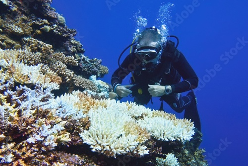 Scuba diver environmentalist checking proces of coral bleaching. Corals become white due to higher ocean water temperatuce. Global warming impact. photo