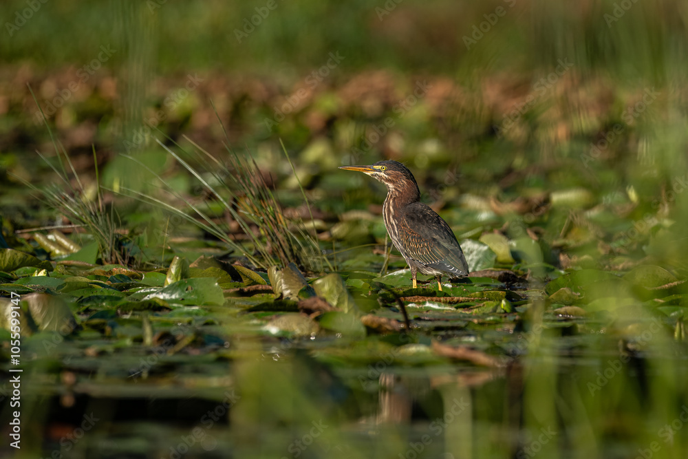Green Heron perched in the pond looking for food