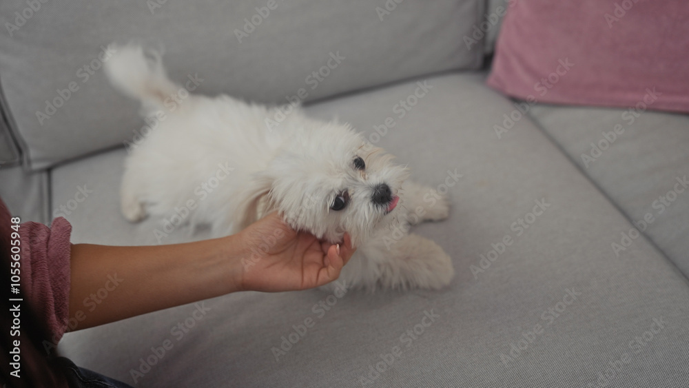 A young woman pets a bichon maltese on a sofa in a cozy indoor setting A young woman pets a bichon maltese on a sofa in a cozy indoor setting
