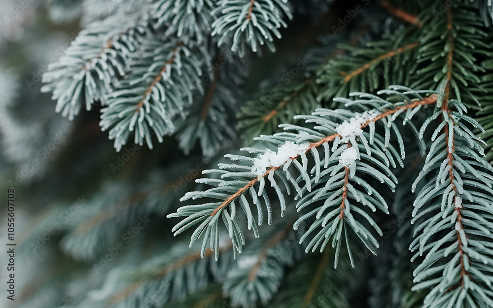 Close-up of frosted pine needles  green and white  wintery nature background   