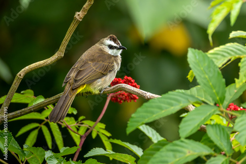 Yellow vented bulbul photo