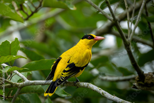 Εκτύπωση καμβά Black naped oriole