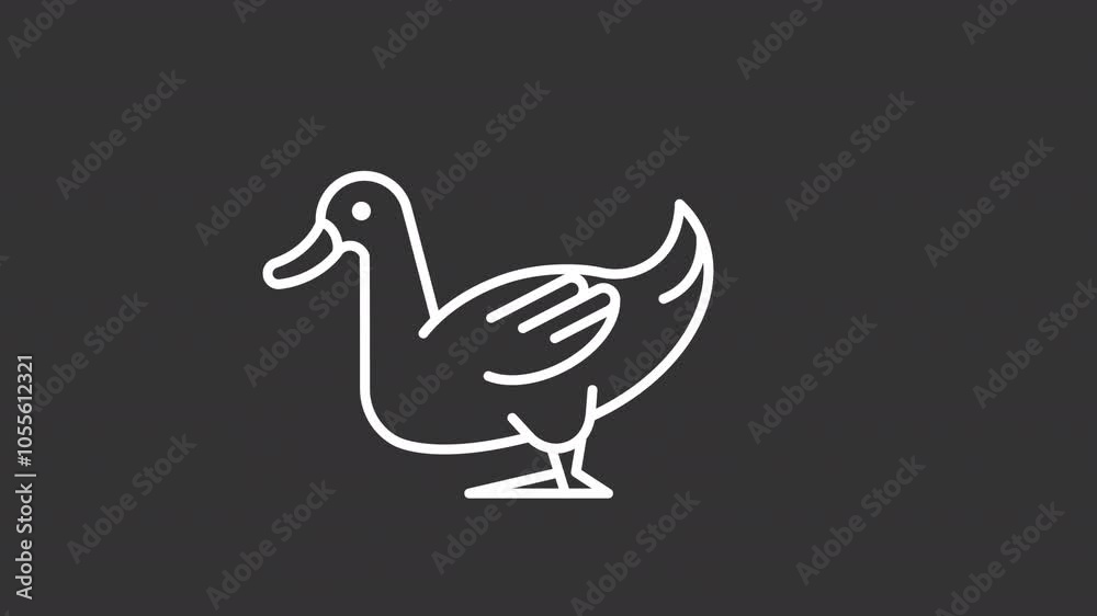 Animated domestic duck white icon. Water bird line animation. Moving feathers, pecks. Farming, animal. Isolated illustration on dark background. Transition alpha video. Motion graphic Animated domestic duck white icon. Water bird line animation. Moving feathers, pecks. Farming, animal. Isolated illustration on dark background. Transition alpha video. Motion graphic