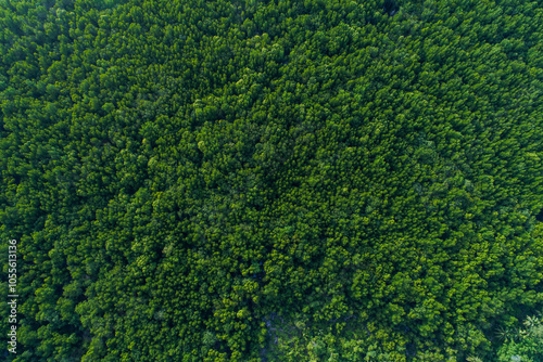 Fototapeta Naklejka Na Ścianę i Meble -  Ecology system green background tropical mangrove forest texture in sea bay aerial view