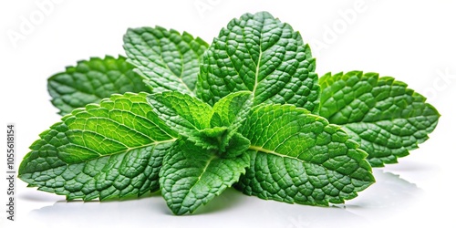 Fresh green mint leaves isolated on white background