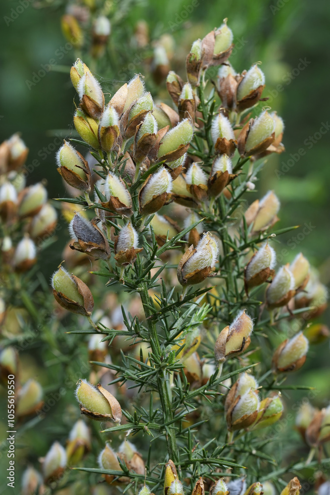 Closeup on developping seed capsule of the European Common gorse, Ulex europaeus Closeup on developping seed capsule of the European Common gorse, Ulex europaeus