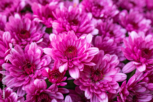 A photo of pink flowers in a flower pot