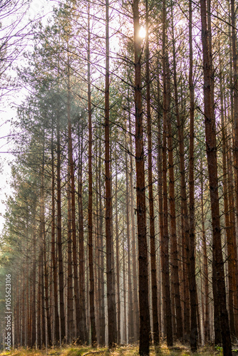 Beautiful autumn forest landscape. Sun and fog in the forest in autumn.