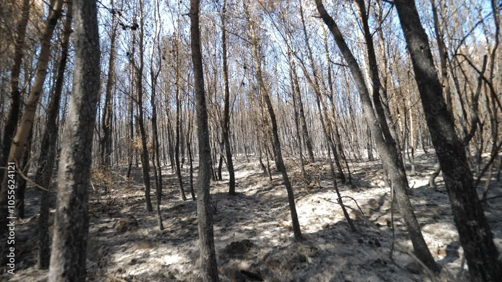 Tilt-up view of completely burnt forest in Greece Tilt-up view of completely burnt forest in Greece