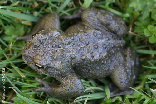 Closeup on an adult Western toad, Anaxyrus or Bufo boreas sitting on the grass