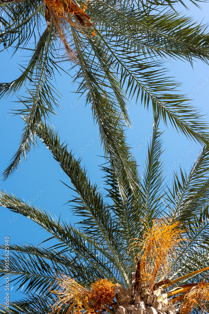 Tall palm trees under a clear blue sky with vibrant orange fruit in a sunny setting Tall palm trees under a clear blue sky with vibrant orange fruit in a sunny setting