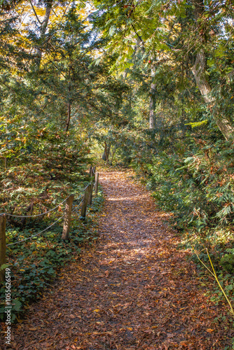 A photo of a trail through the woods in the fall