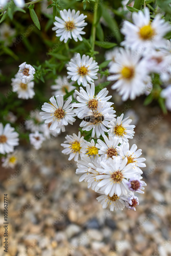 Obraz premium A photo of white flowers with yellow centers