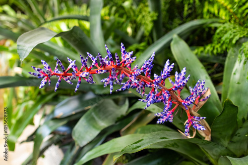 A photo of a close up of a flower in a pot photo