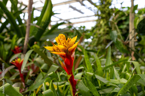 A photo of a flower in a greenhouse with lots of green leaves photo