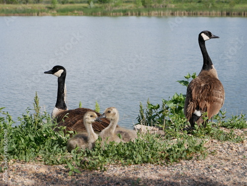 Parent and child geese near Sawhill pond swamp, Boulder, Colorado photo