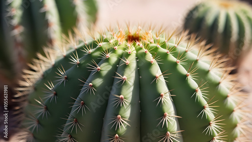 A detailed close-up of cactus needles on a green cactus, showcasing sharp textures and vibrant green color.