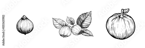 Nuts collection rendered in hand-drawn style on white background.