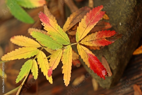 Sumpf-Blutauge (Potentilla palustris) in Herbstfärbung photo