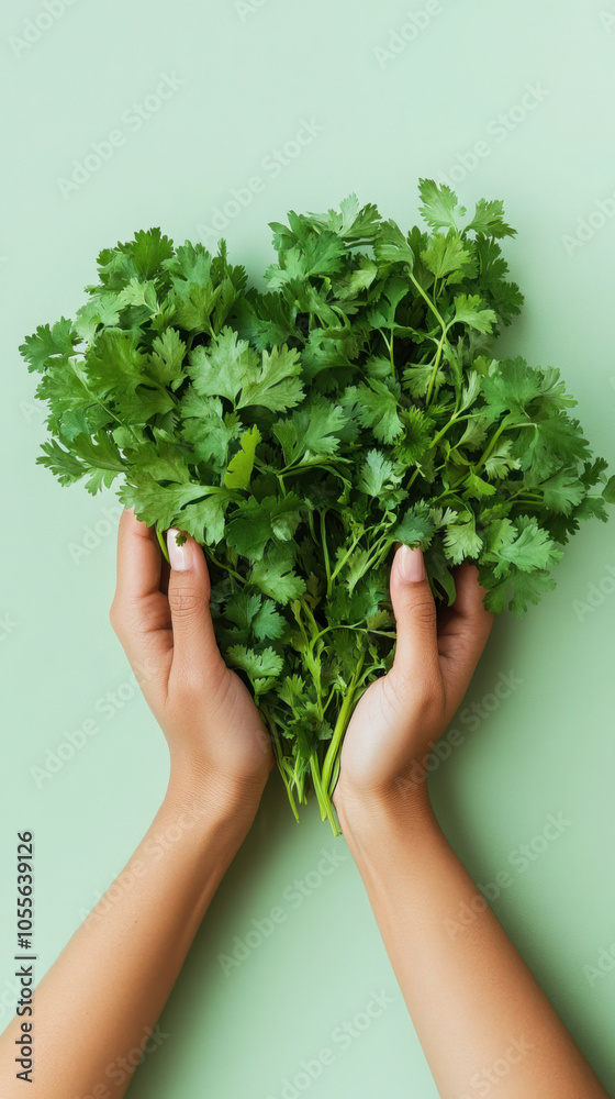 Close-up of hands holding fresh parsley on light green background for culinary design Close-up of hands holding fresh parsley on light green background for culinary design