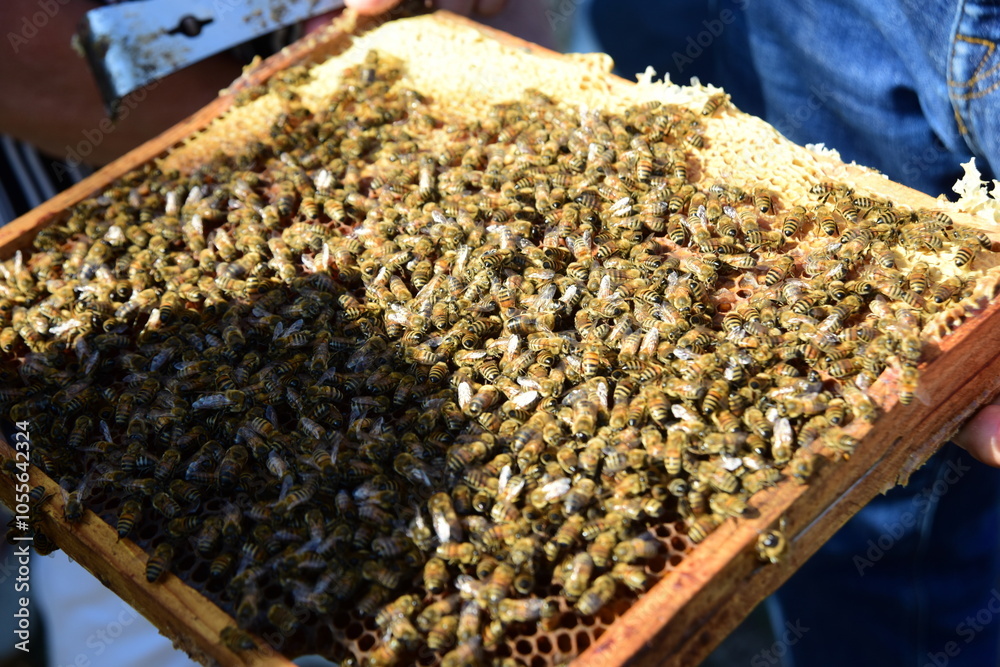 honey comb and a bee working during summer. Close up of working bee, Bee honey concept honey comb and a bee working during summer. Close up of working bee, Bee honey concept