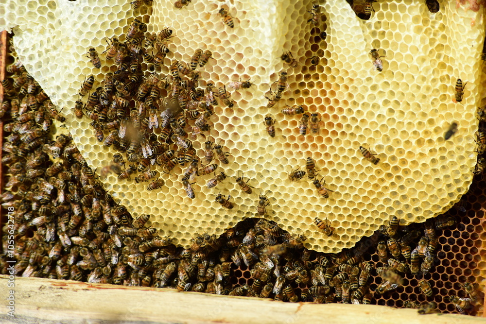 honey comb and a bee working during summer. Close up of working bee, Bee honey concept honey comb and a bee working during summer. Close up of working bee, Bee honey concept