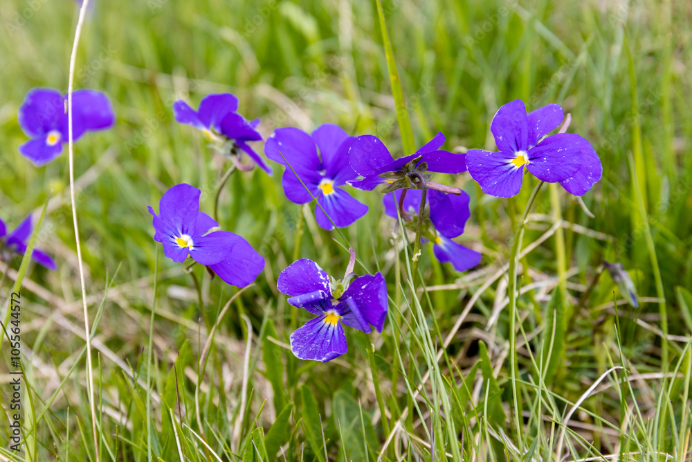 Flowers in blossom in spring and summer in the mountain valley of the Alps. Alpine meadow full of beautiful colorful blooming flowers and green grass with the mountain rocky peaks on the background Flowers in blossom in spring and summer in the mountain valley of the Alps. Alpine meadow full of beautiful colorful blooming flowers and green grass with the mountain rocky peaks on the background