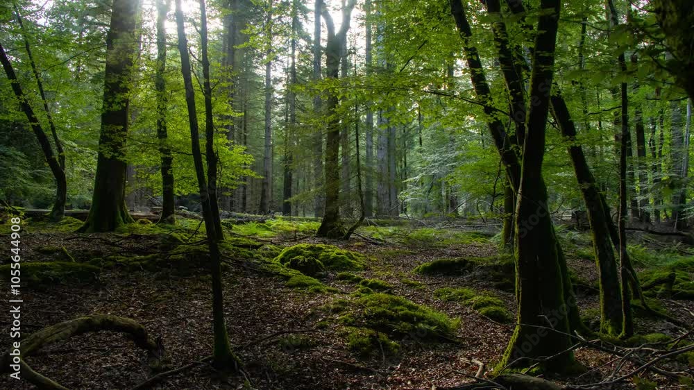 Timelapse of sunlight shadowing winding on forest trees on a sunny day Timelapse of sunlight shadowing winding on forest trees on a sunny day